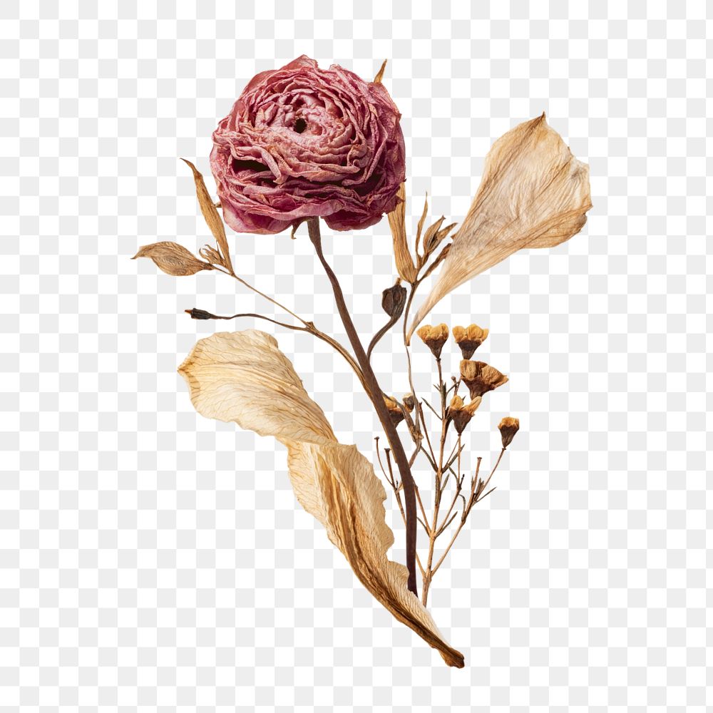 Autumn rose flower png, botanical illustration, editable design