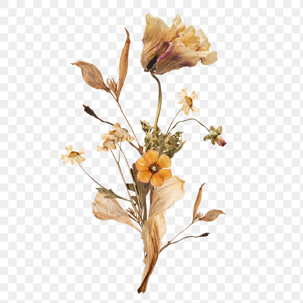 Dry Autumn flower png, botanical illustration, editable design