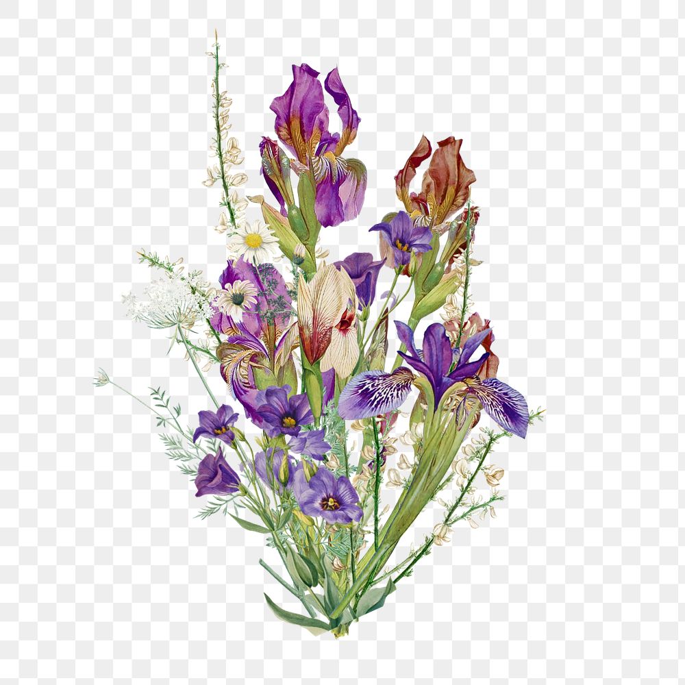 Purple iris bouquet png flower, botanical illustration, editable design