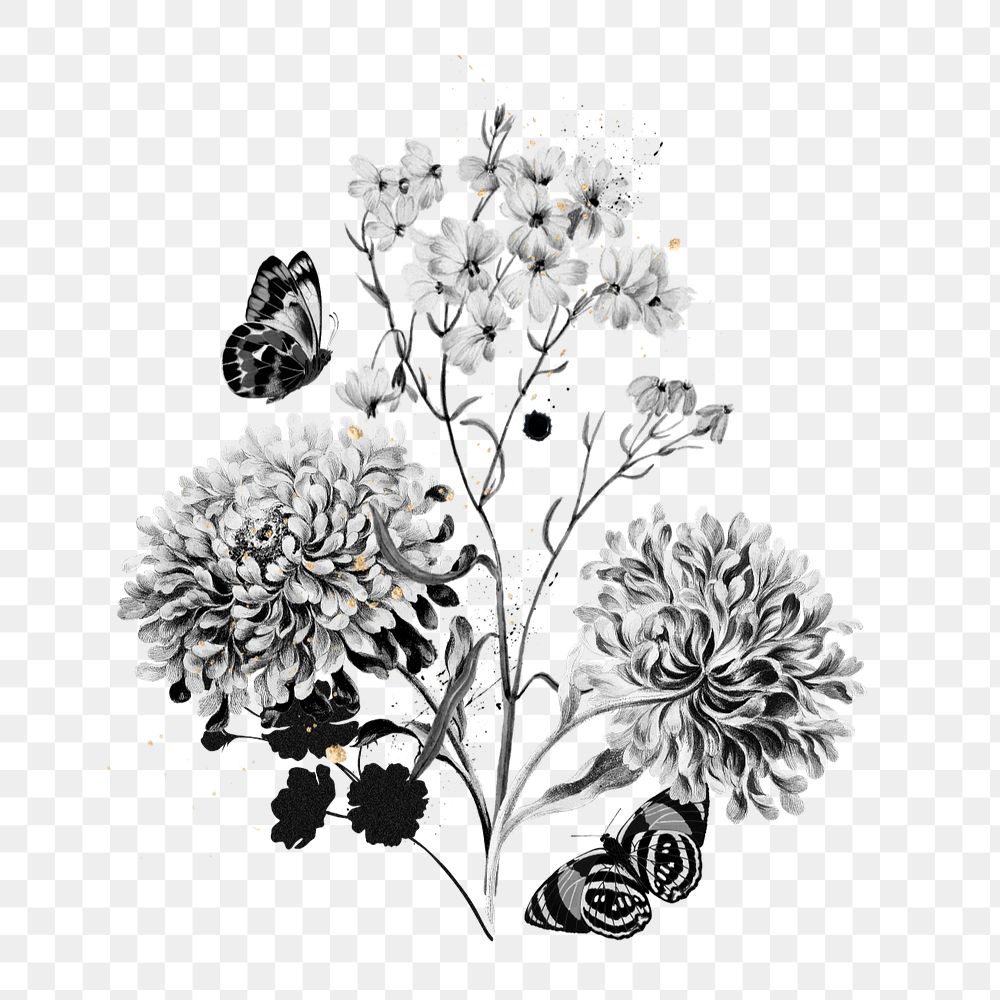 China aster flower png, botanical illustration, editable design