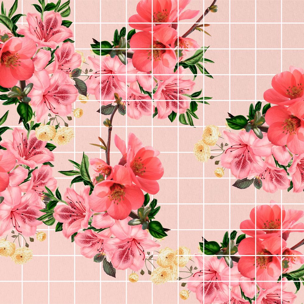 Chinese quince flower background, aesthetic grid design, editable design