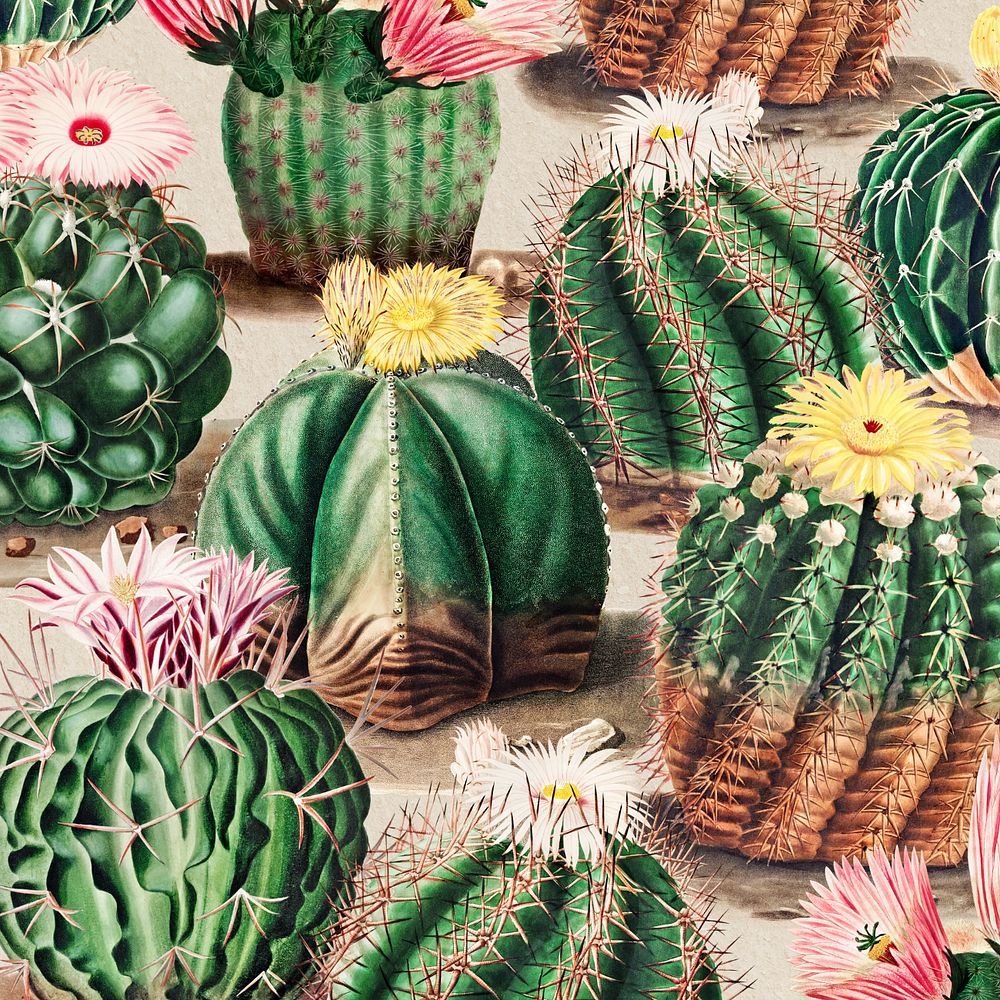 Cactus pattern illustration, editable botanical design