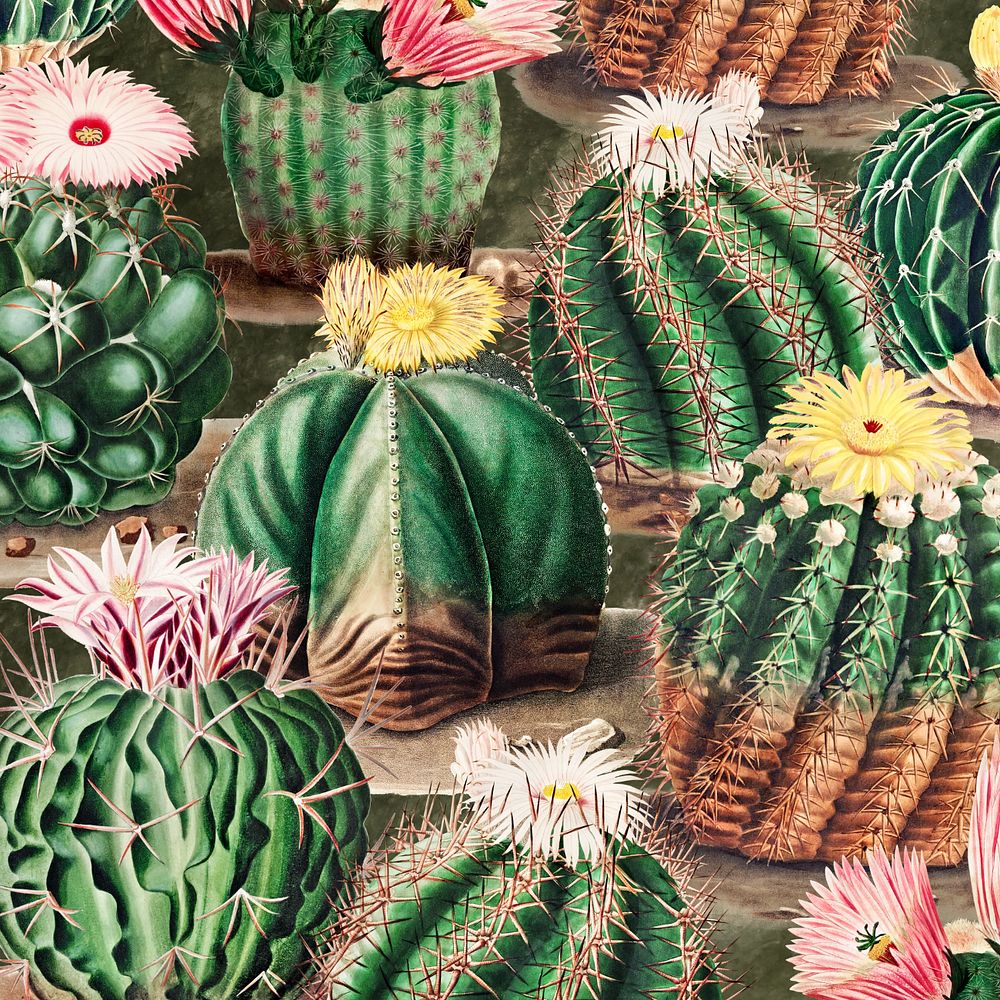 Cactus pattern illustration, editable botanical design