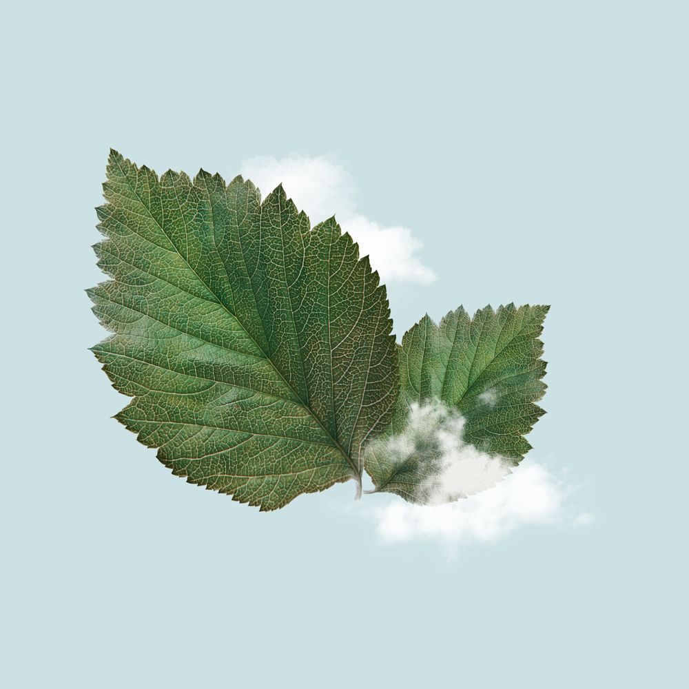 Fresh air, cloud and leaf editable design. Remixed by rawpixel.