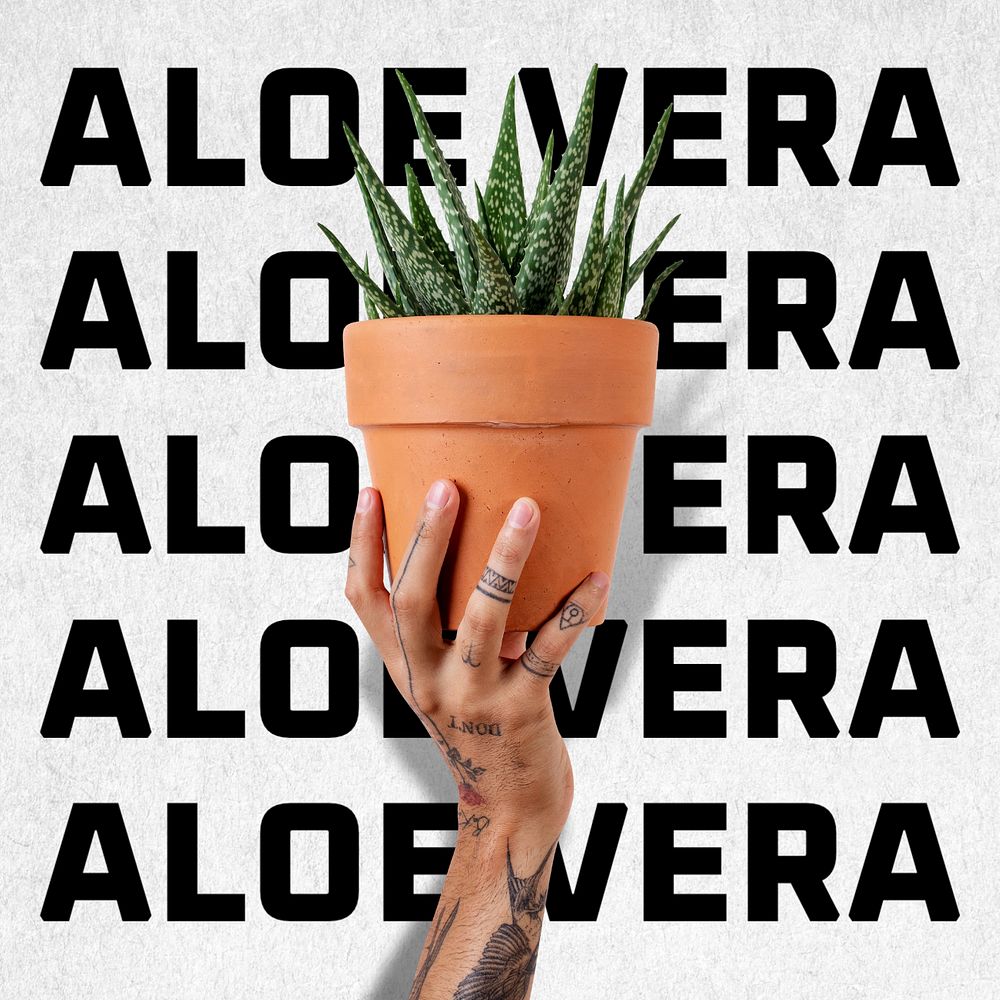 Aloe vera Instagram post template, editable text