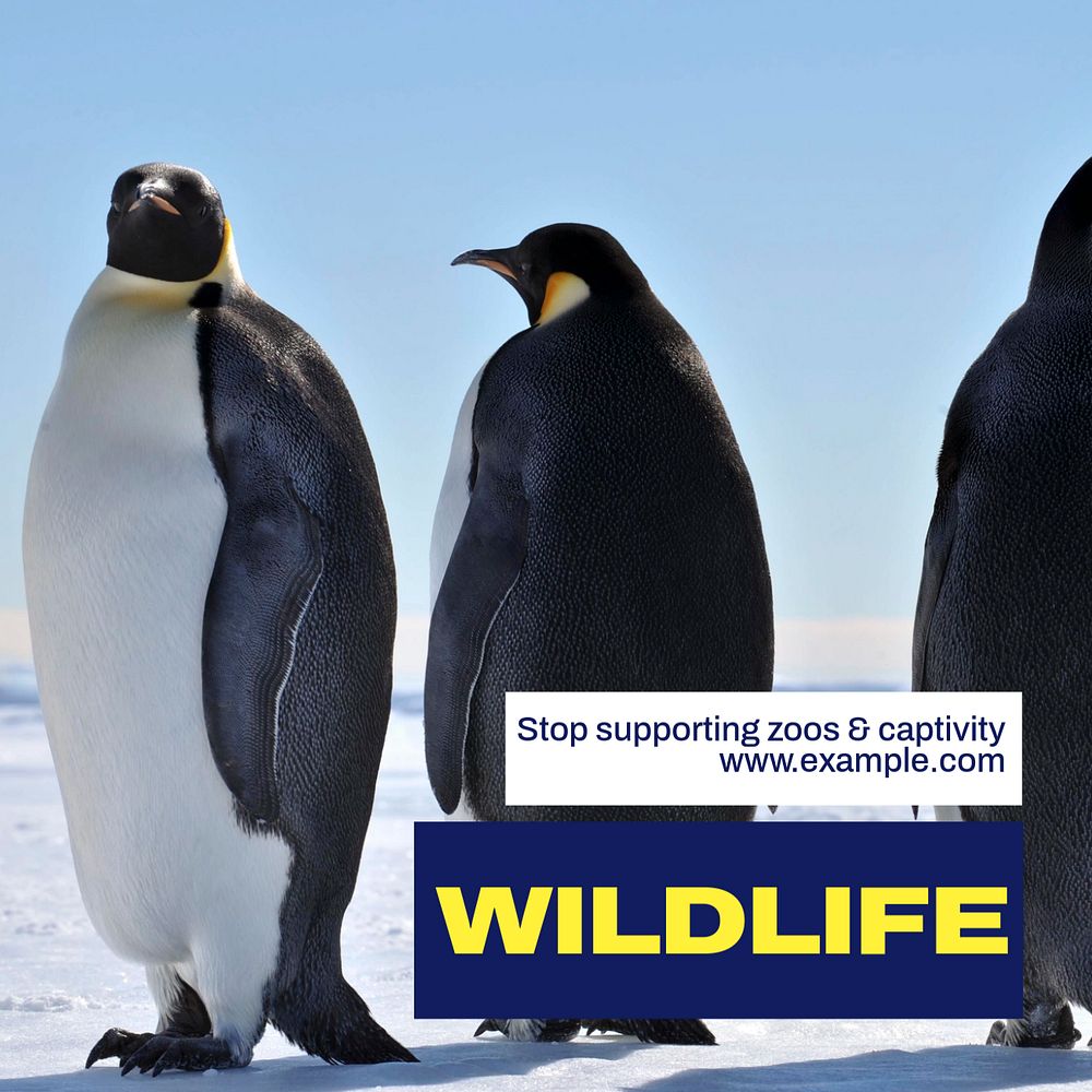 Stop wildlife captivity Instagram post template, editable text