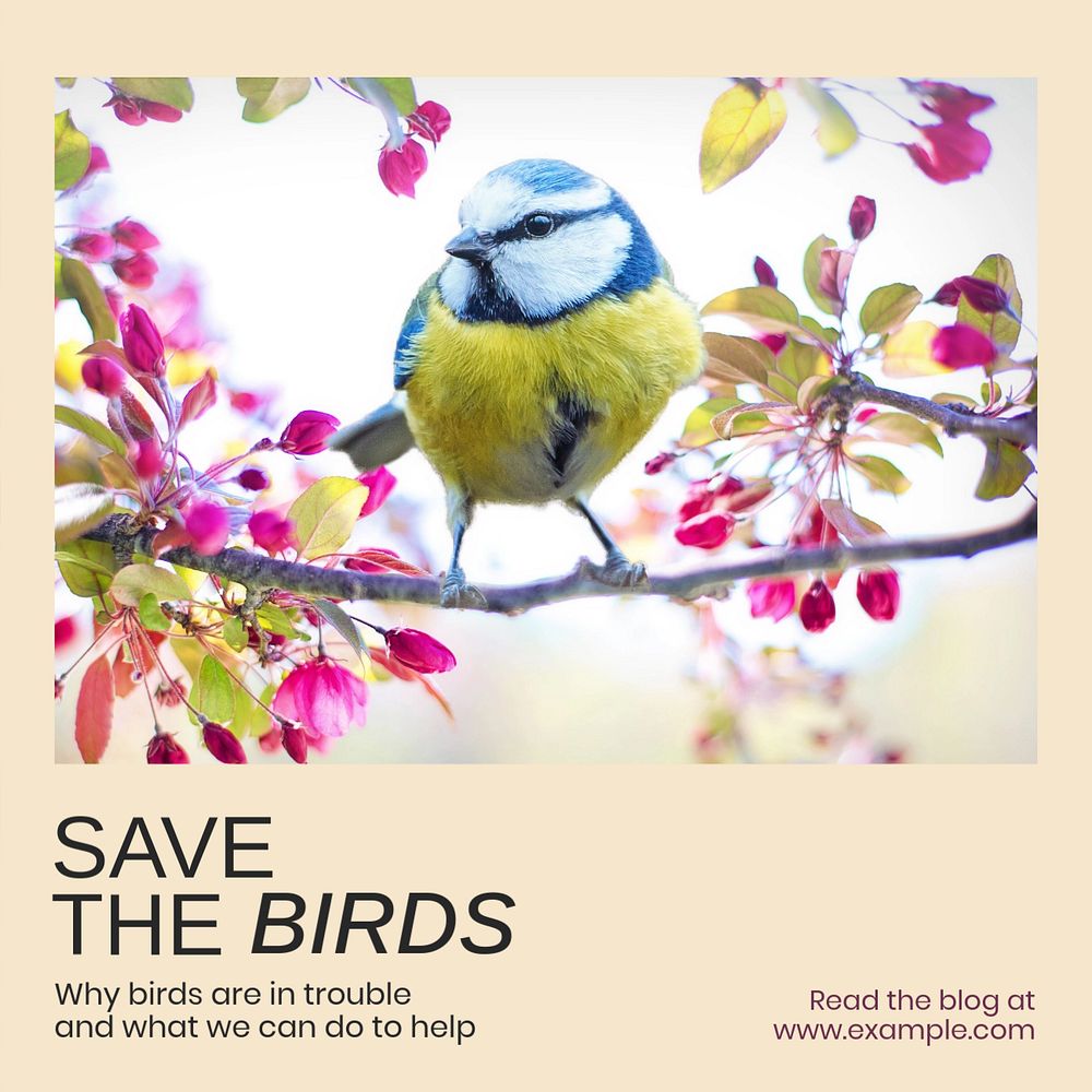 Save the birds Instagram post template, editable text