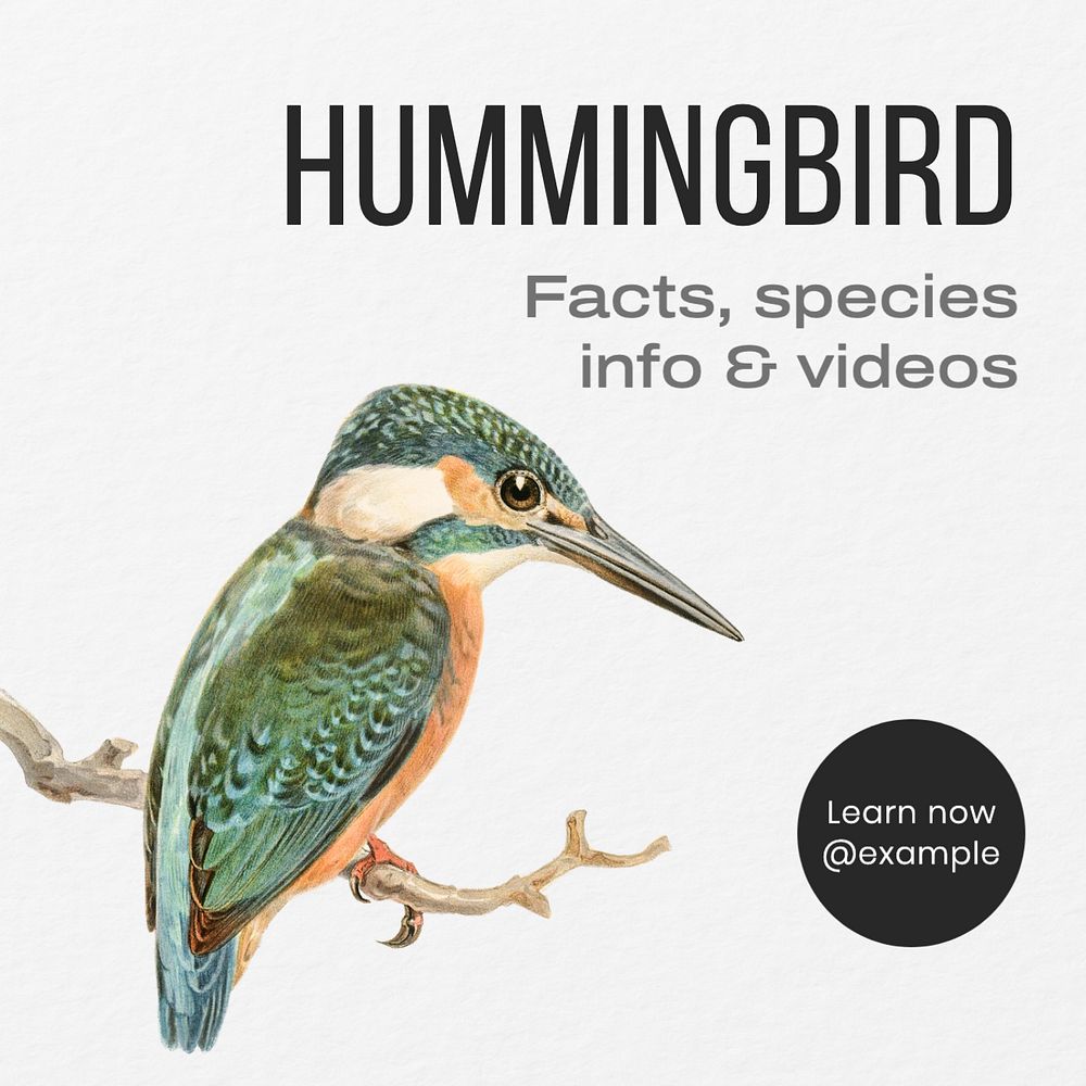 Hummingbird Instagram post template, editable text