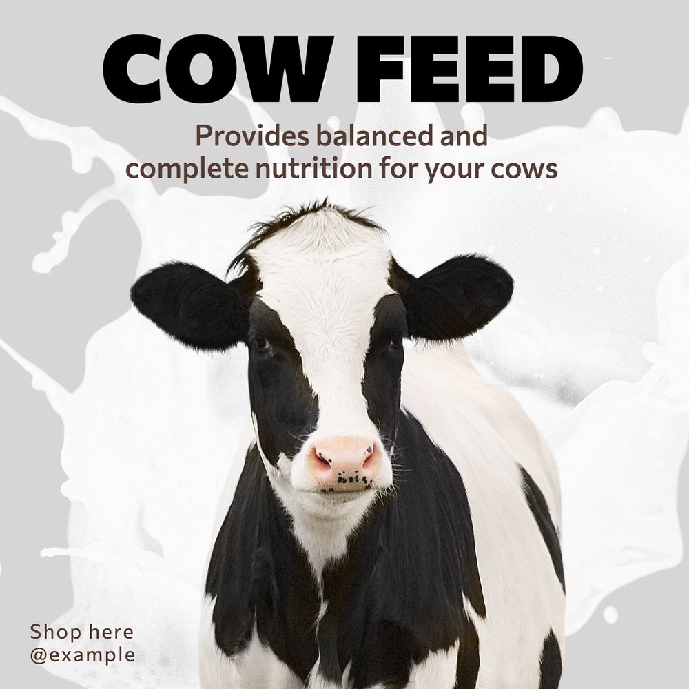 Cow feed Instagram post template, editable text