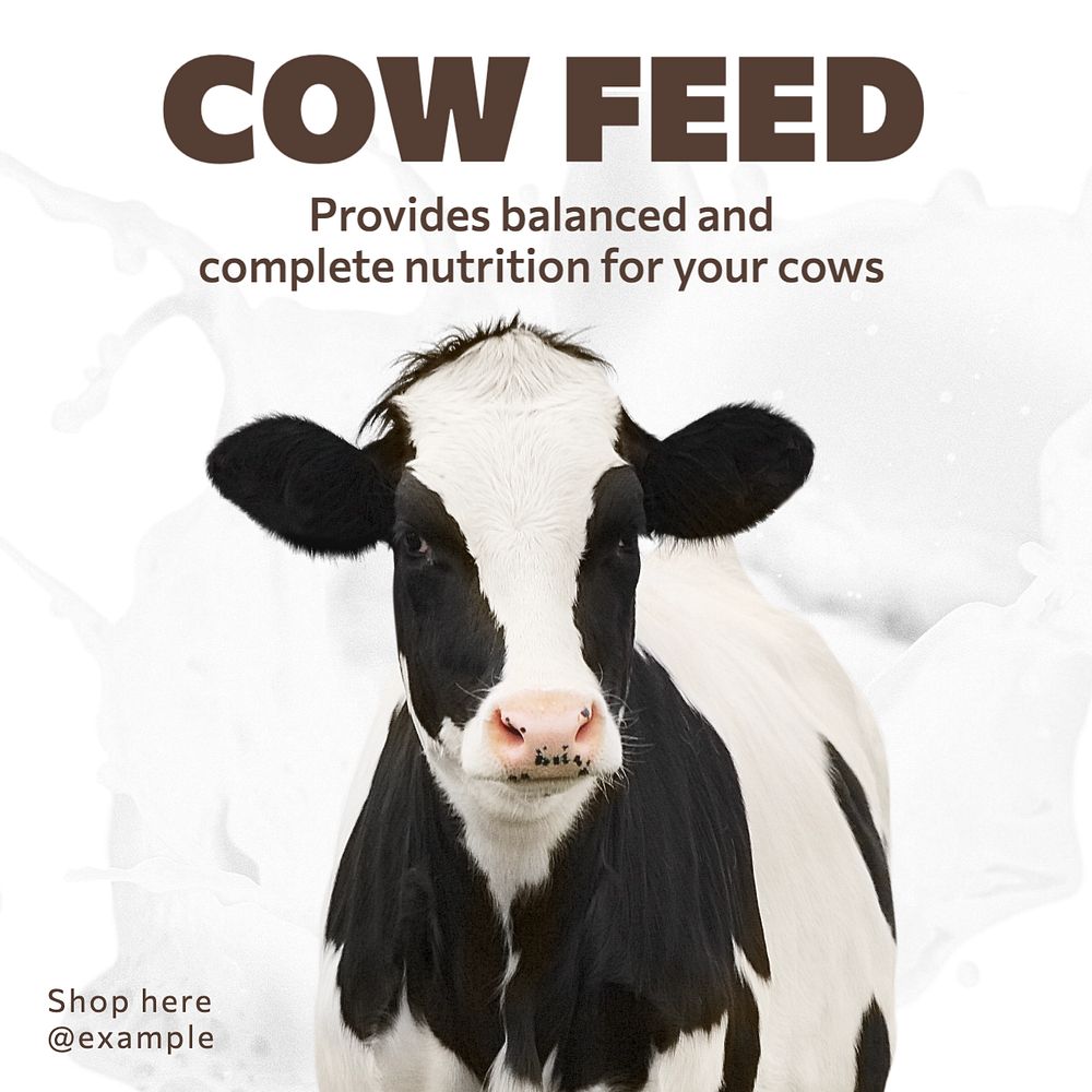 Cow feed Instagram post template, editable text