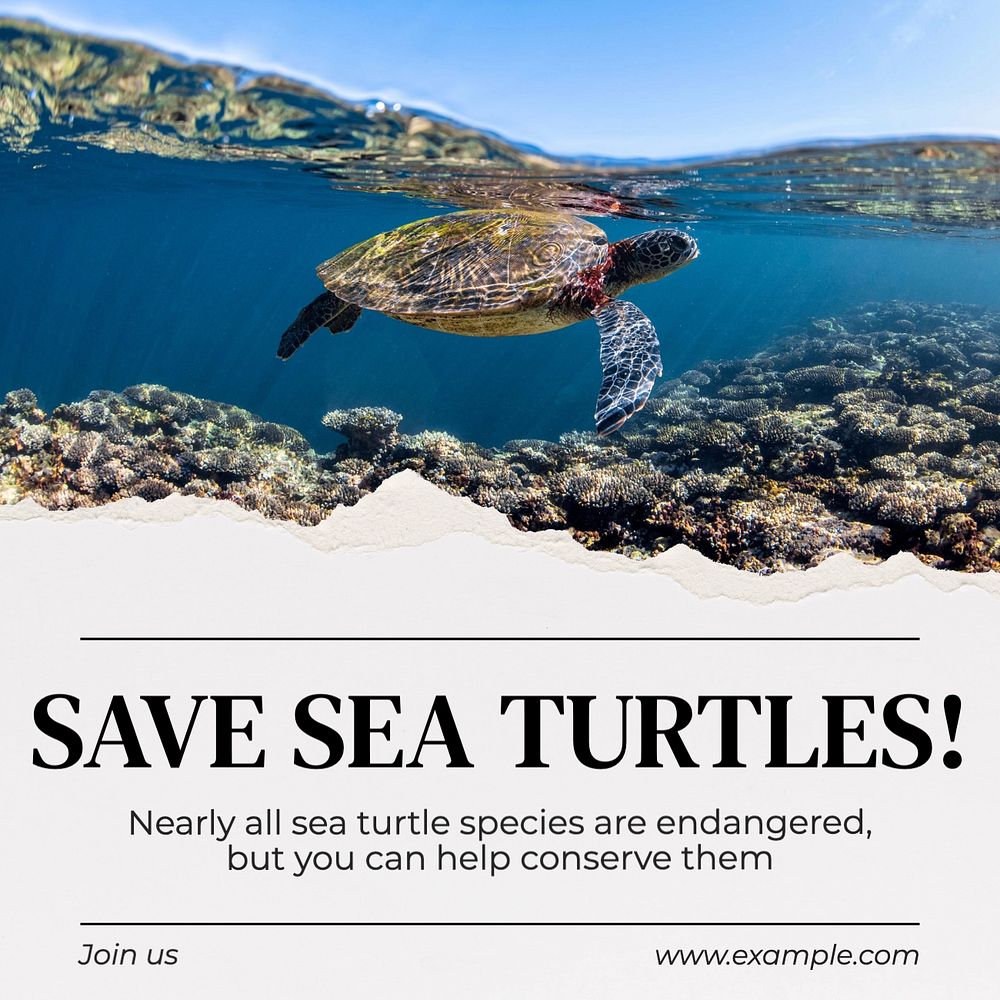 Save sea turtles  Instagram post template, editable text