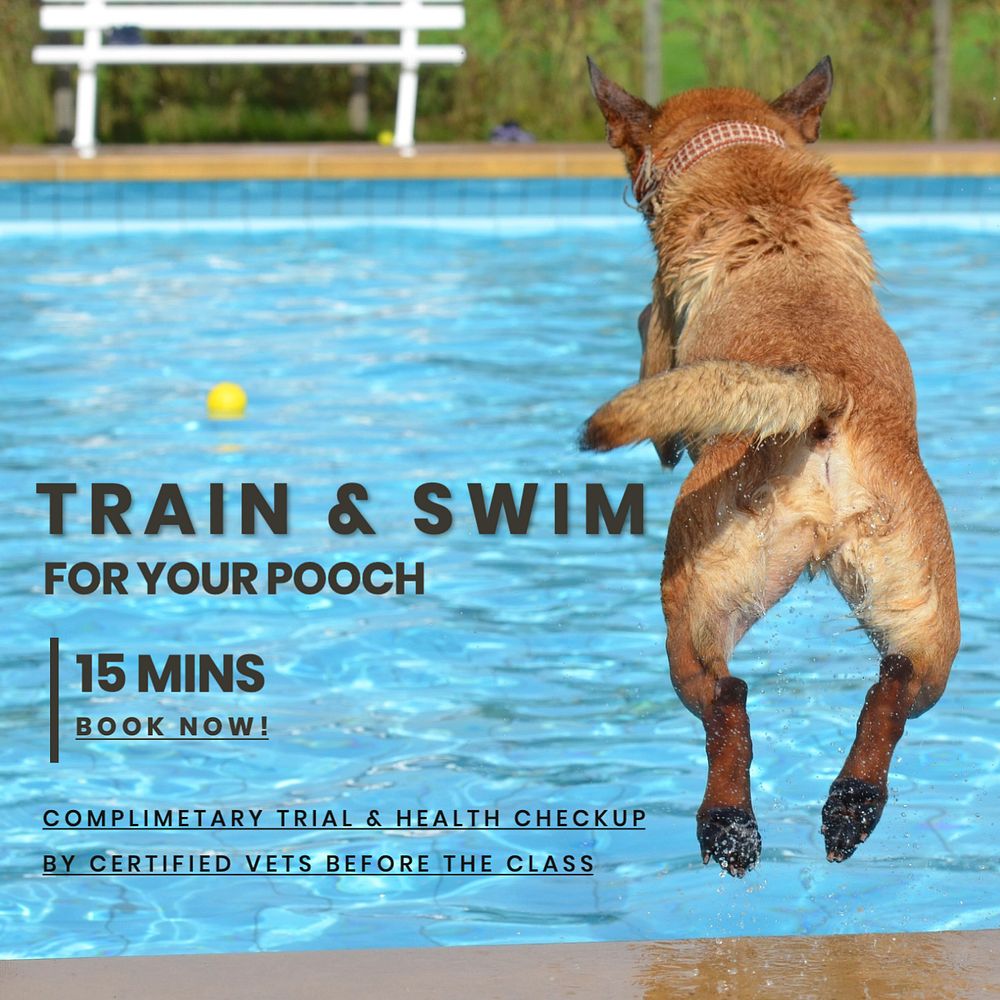 Dog swimming class Instagram post template, editable text