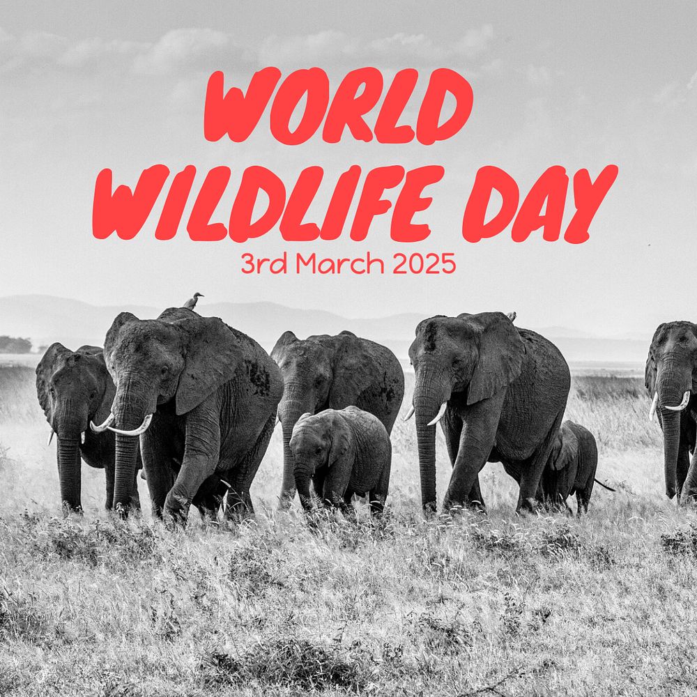 World wildlife day Instagram post template, editable text