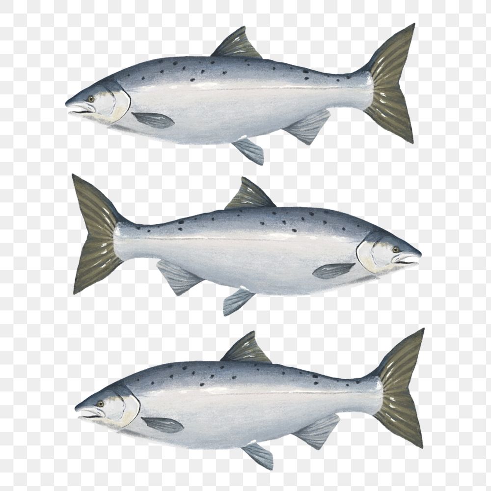 Salmon fish, seafood png illustration, editable design