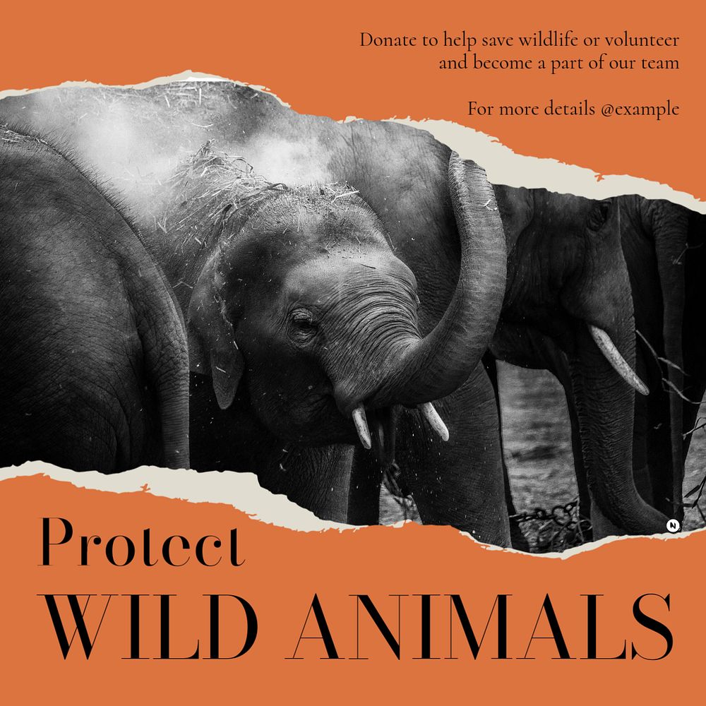 Protect wild animals  Instagram post template, editable text