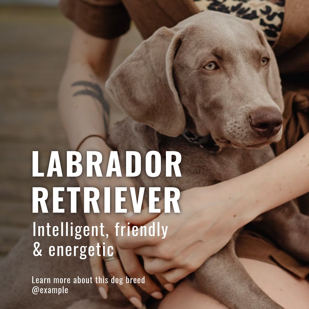 Labrador retriever Instagram post template, editable text