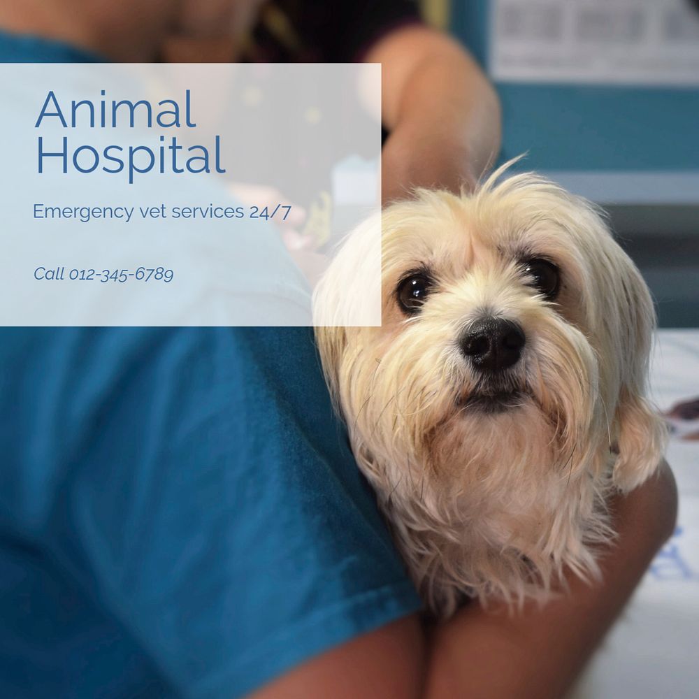 Animal hospital Instagram post template, editable text