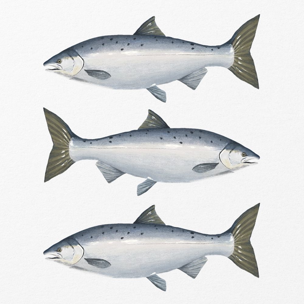 Salmon fish, seafood illustration, editable design