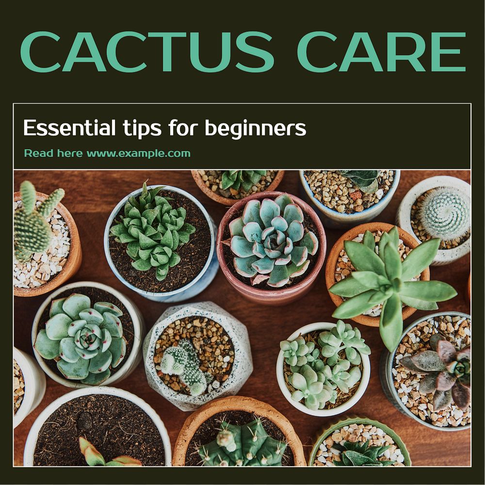 Cactus care Instagram post template, editable text