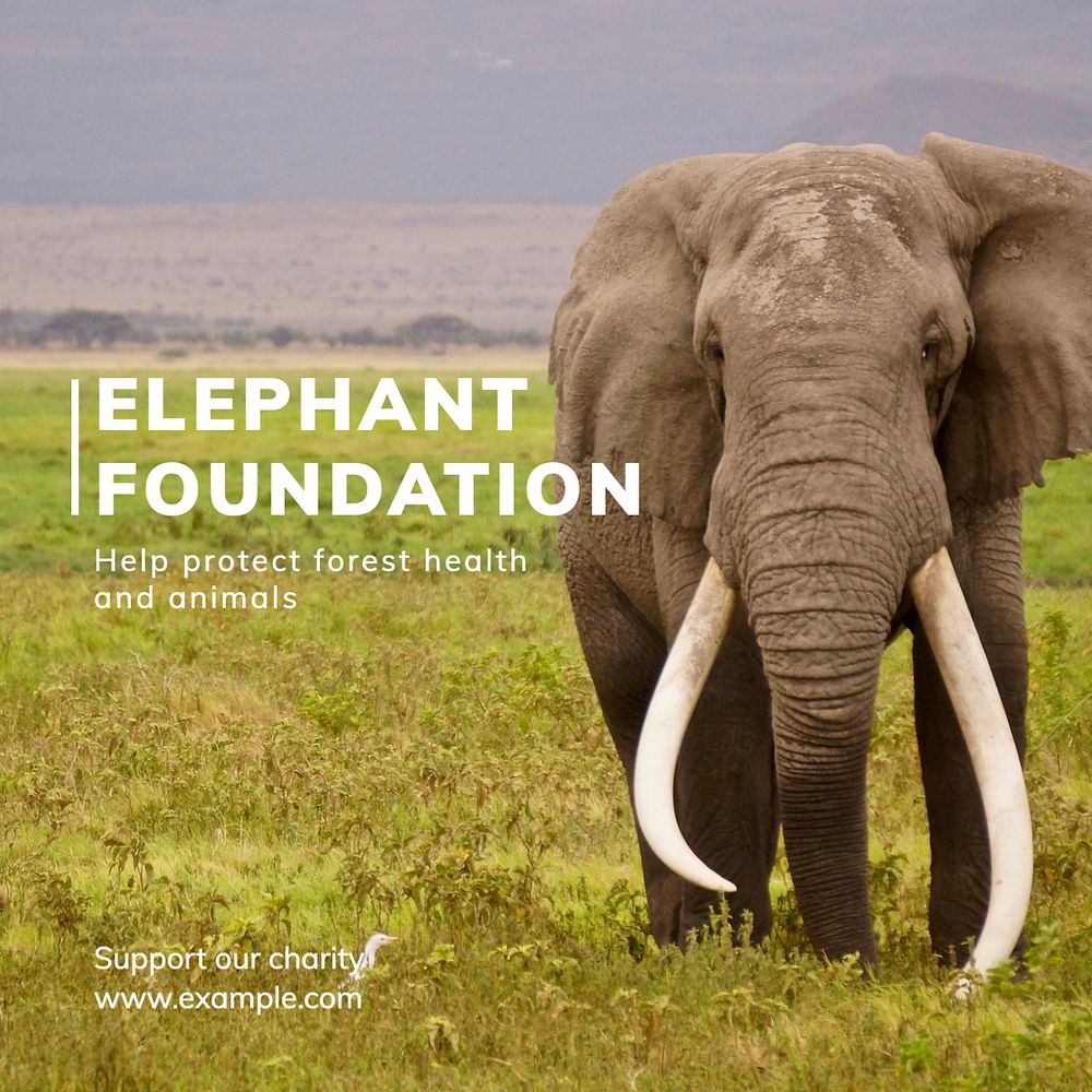 Elephant foundation Instagram post template, editable text