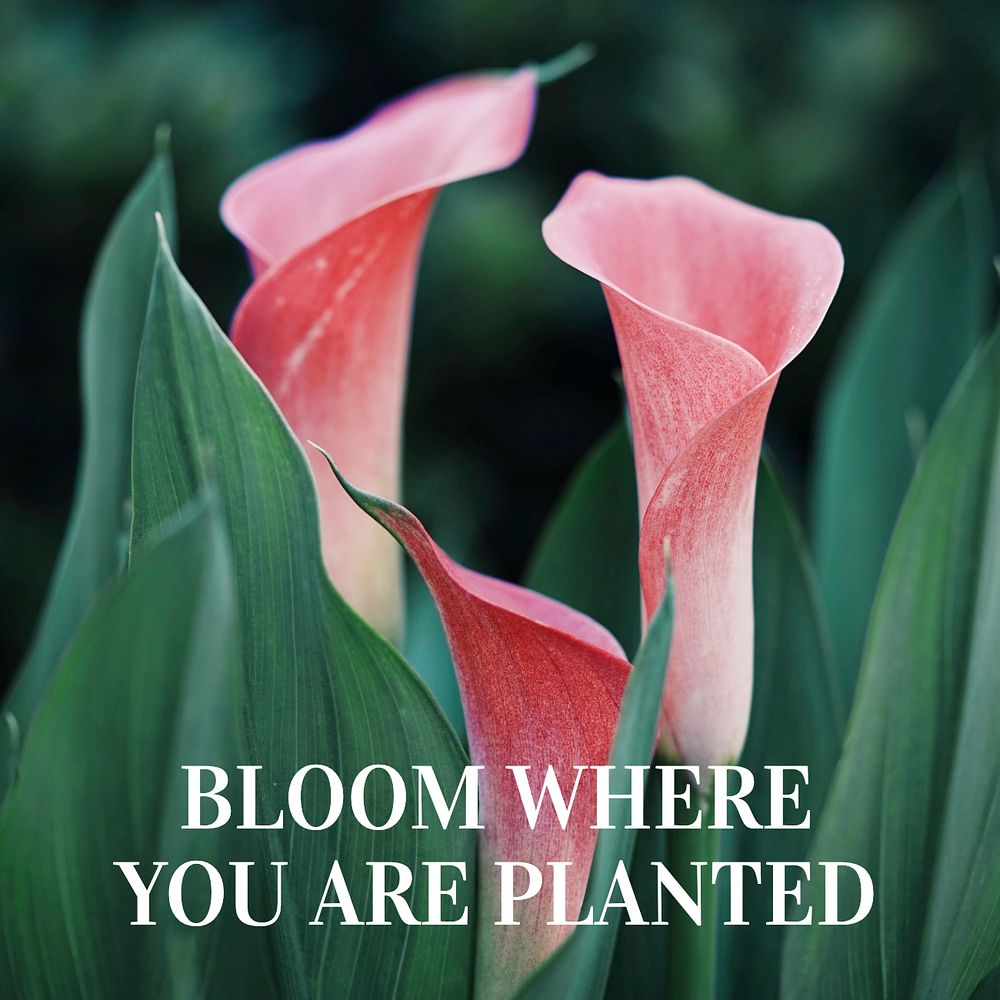 Bloom where you are planted  Instagram post template, editable text