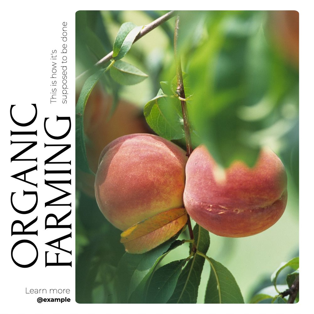 Organic farming Instagram post template, editable design