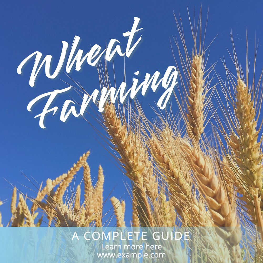 Wheat farming Instagram post template, editable text