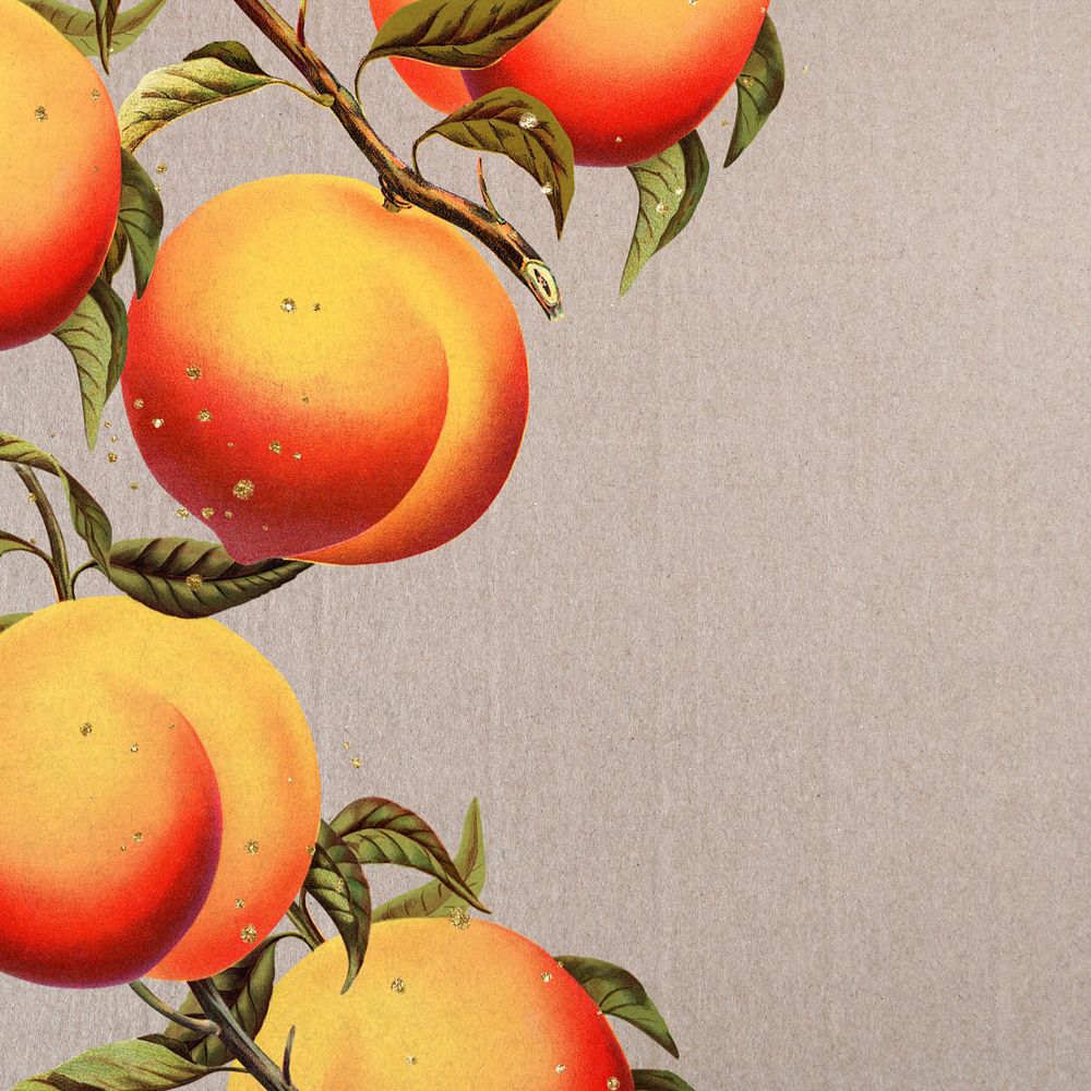 Apricot border, vintage illustration, editable design