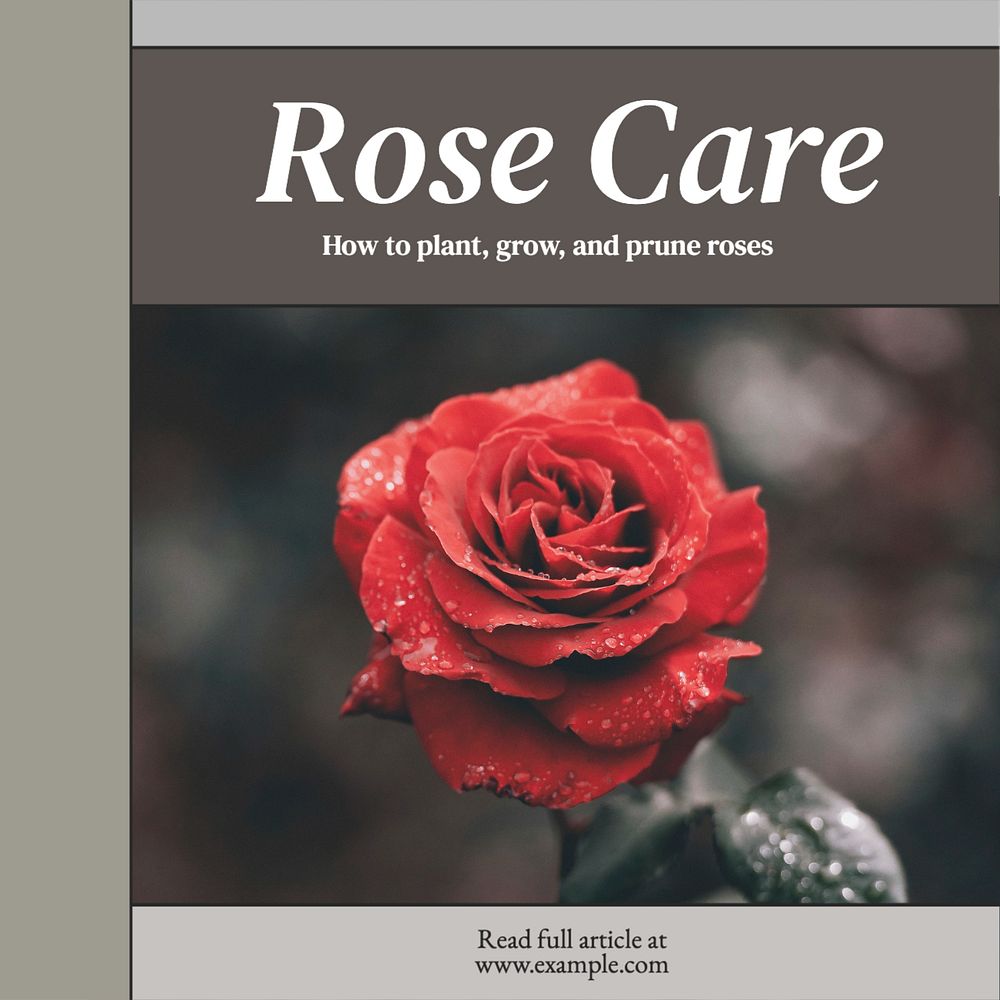 Rose care Instagram post template, editable text