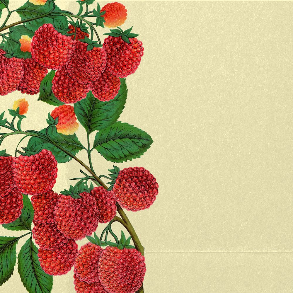 Raspberry border, vintage illustration, editable design