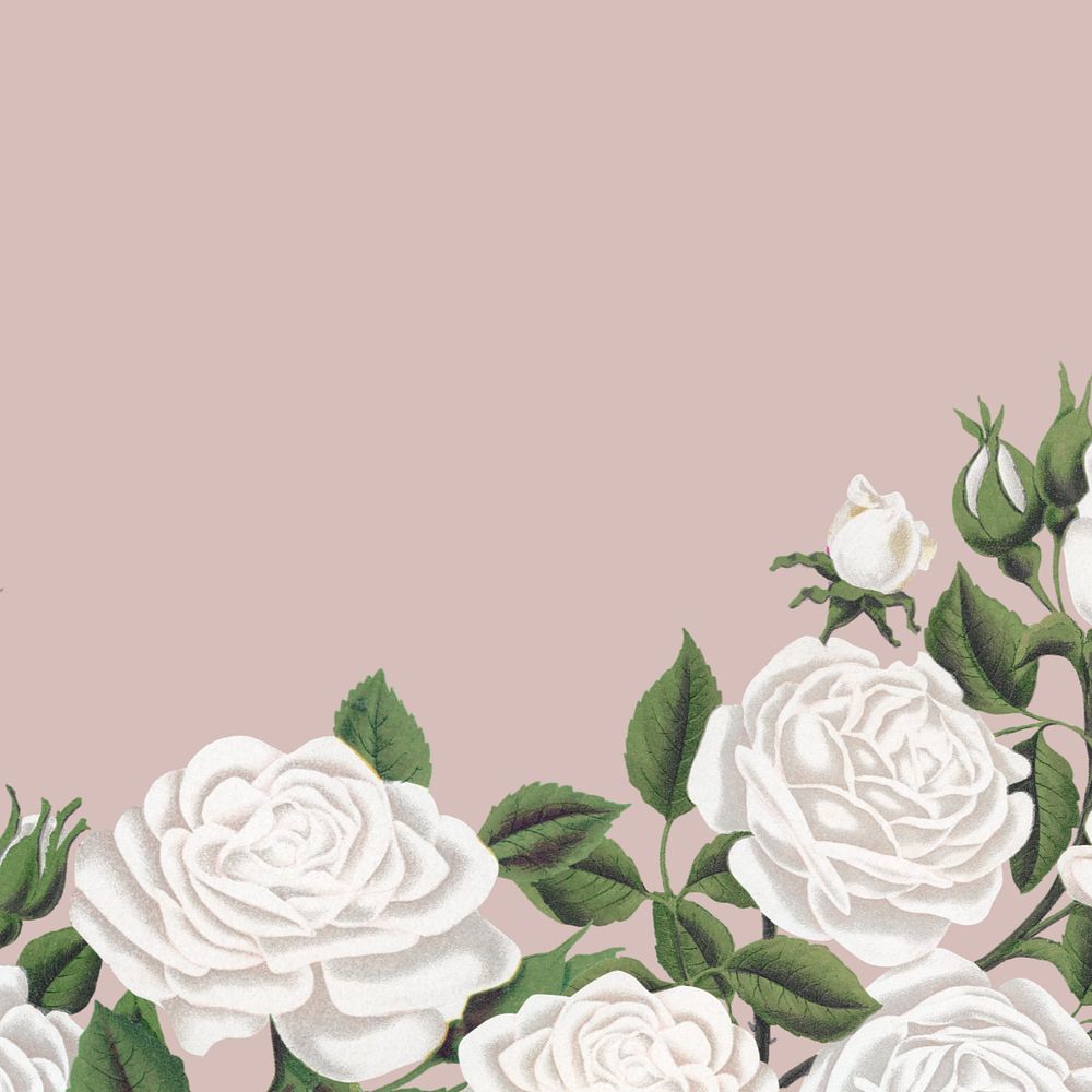 White rose border, vintage illustration, editable design