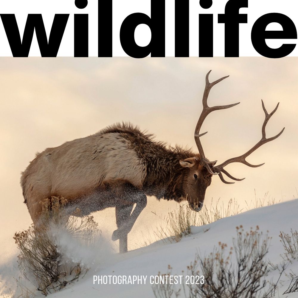 Wildlife photography contest Instagram post template, editable design