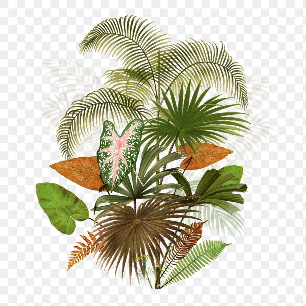 Tropical palm tree png, botanical illustration, editable design