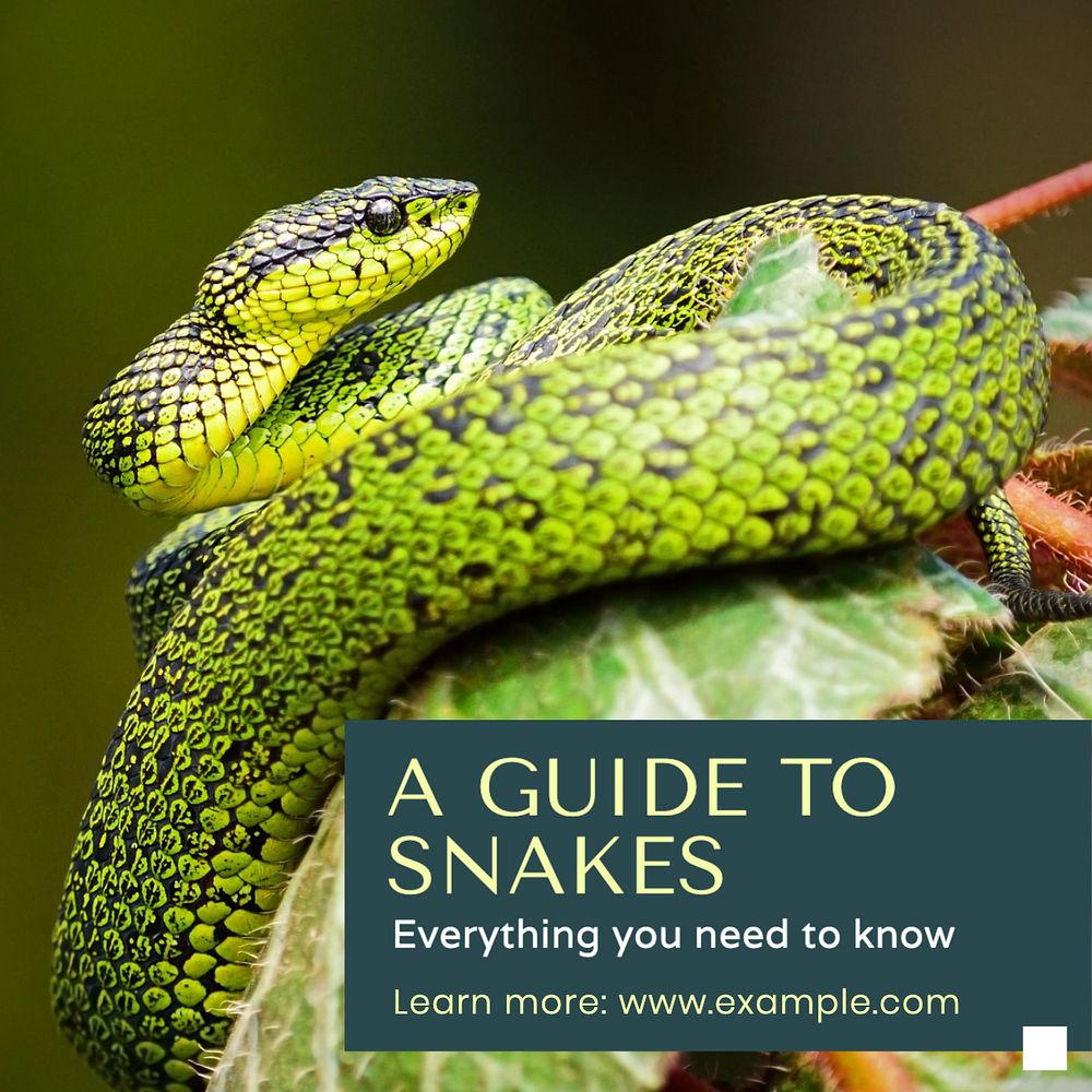 Snake guide Instagram post template, editable text