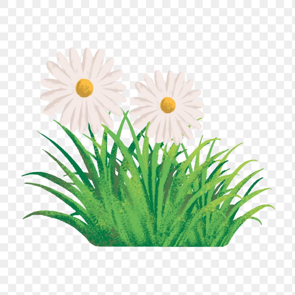 Editable daisy   png element, painting illustration