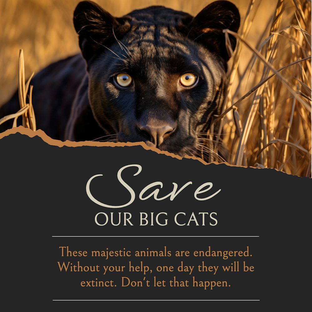 Save big cats Instagram post template, editable text