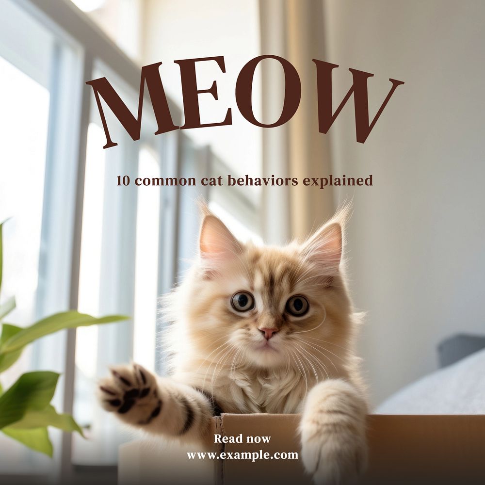 Cat & kitten Instagram post template, editable text