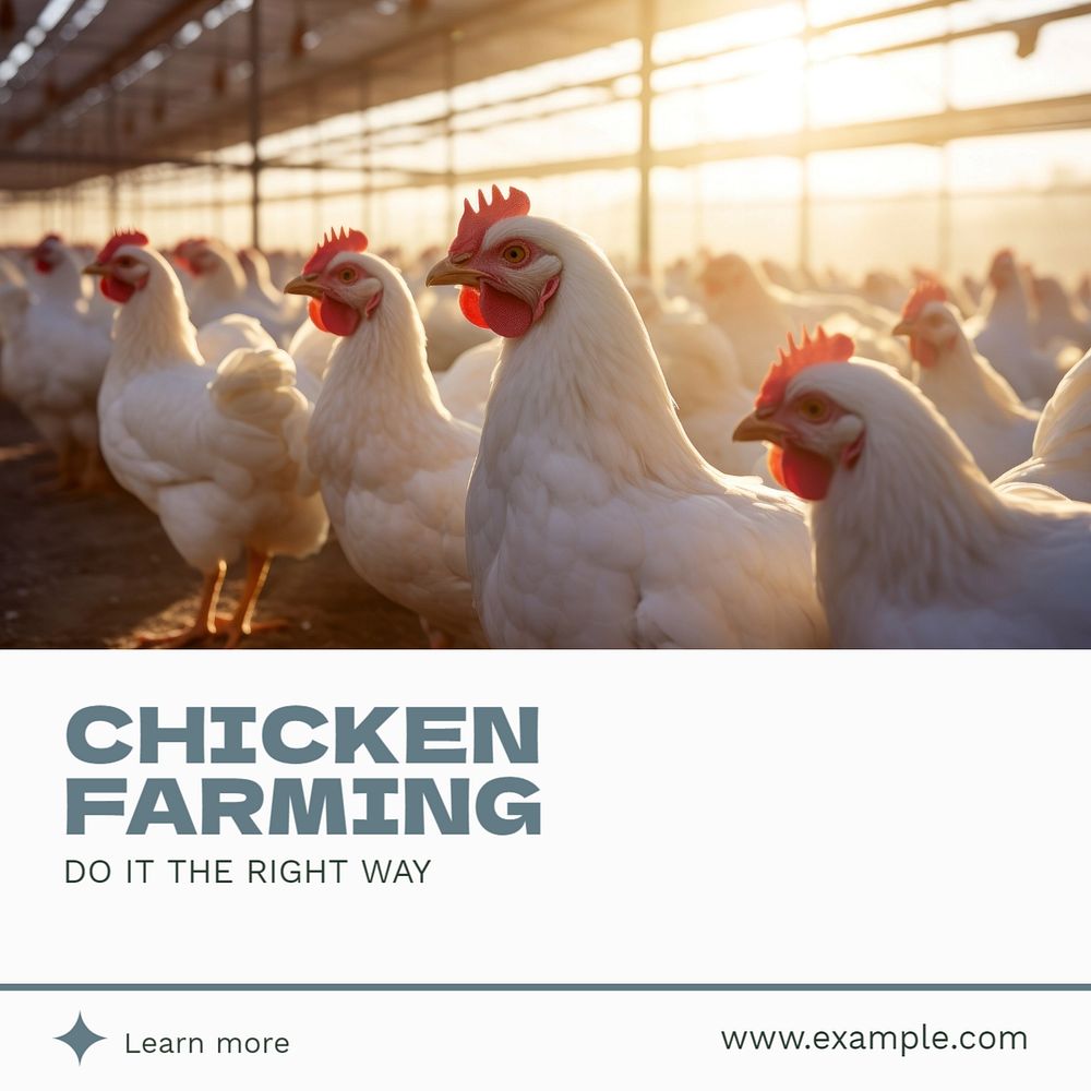 Chicken farming Instagram post template, editable text