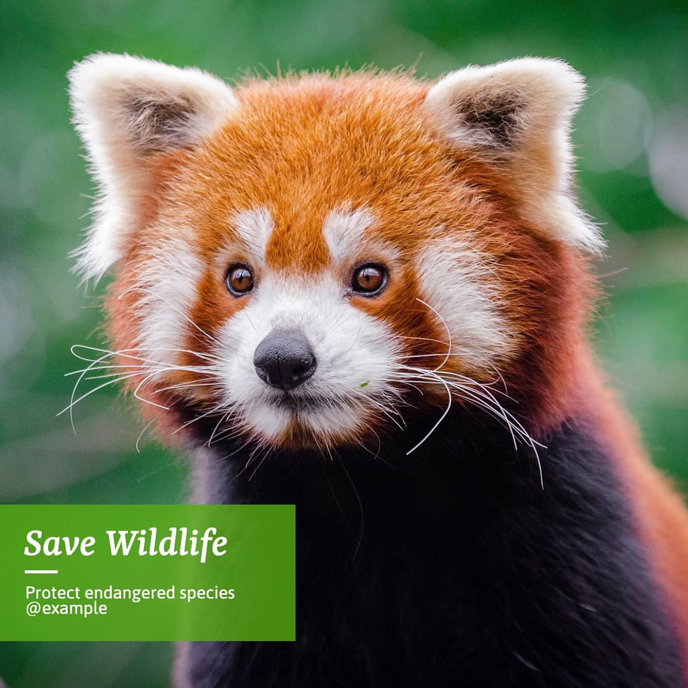 Save wildlife Instagram post template, editable text