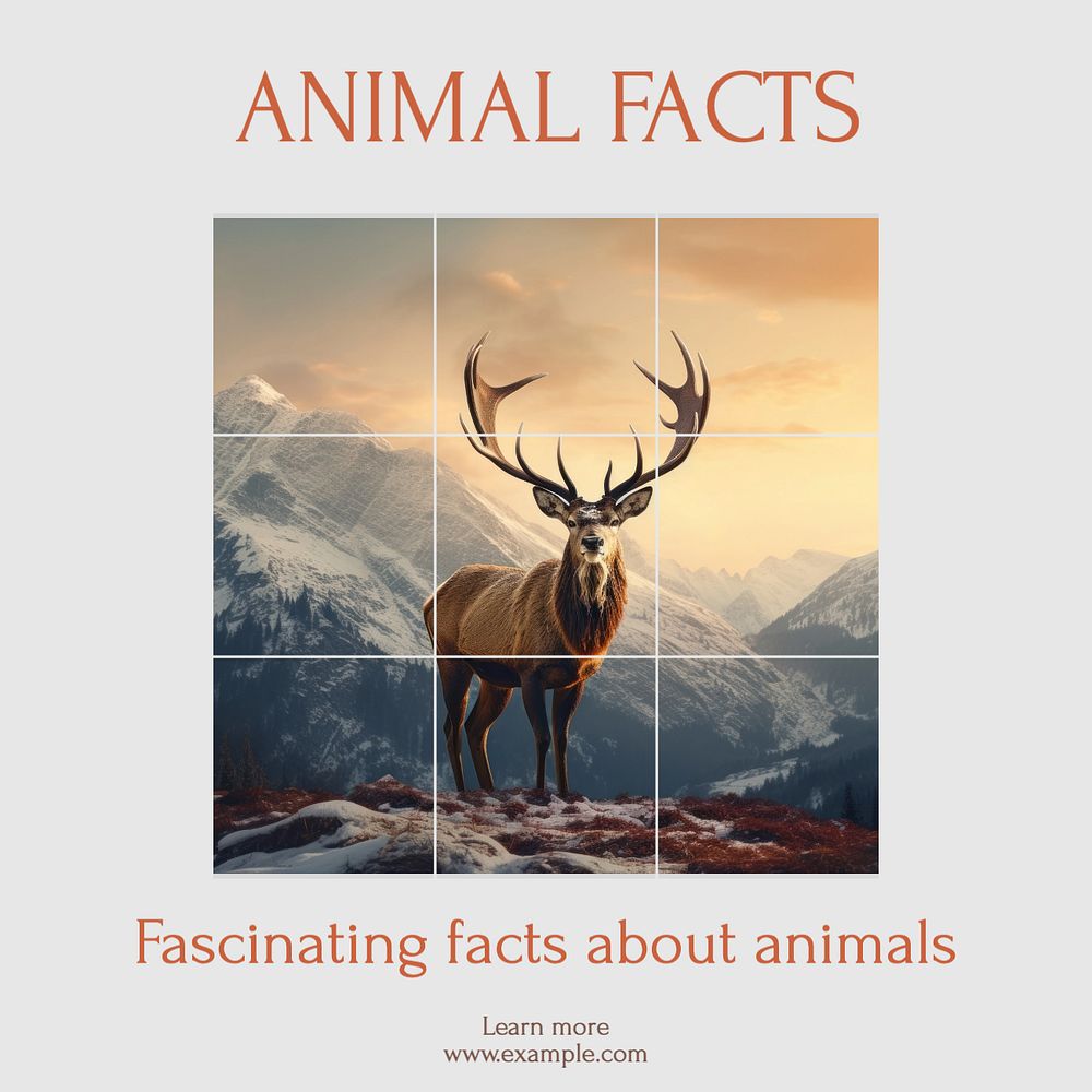 Animal facts Instagram post template, editable text