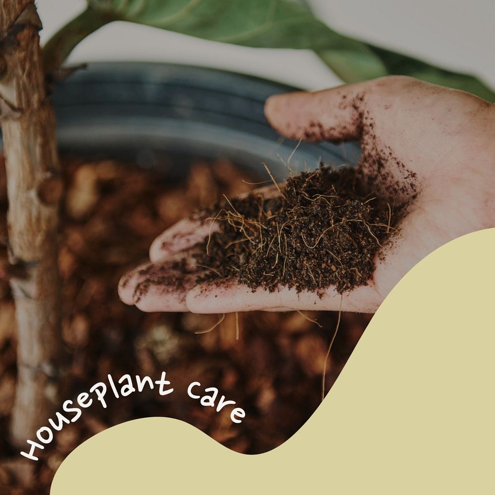 Houseplant care guide Instagram post template