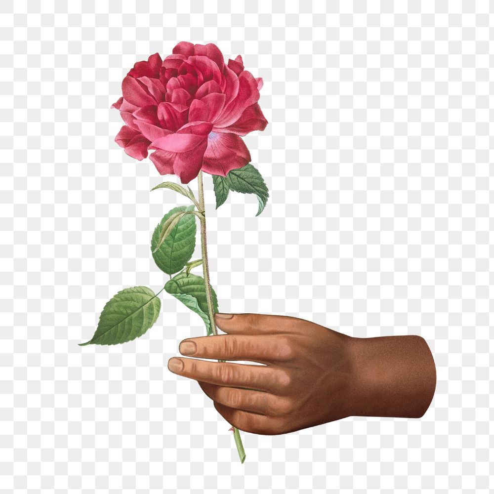 PNG Vintage hand holding rose illustration transparent background editable design