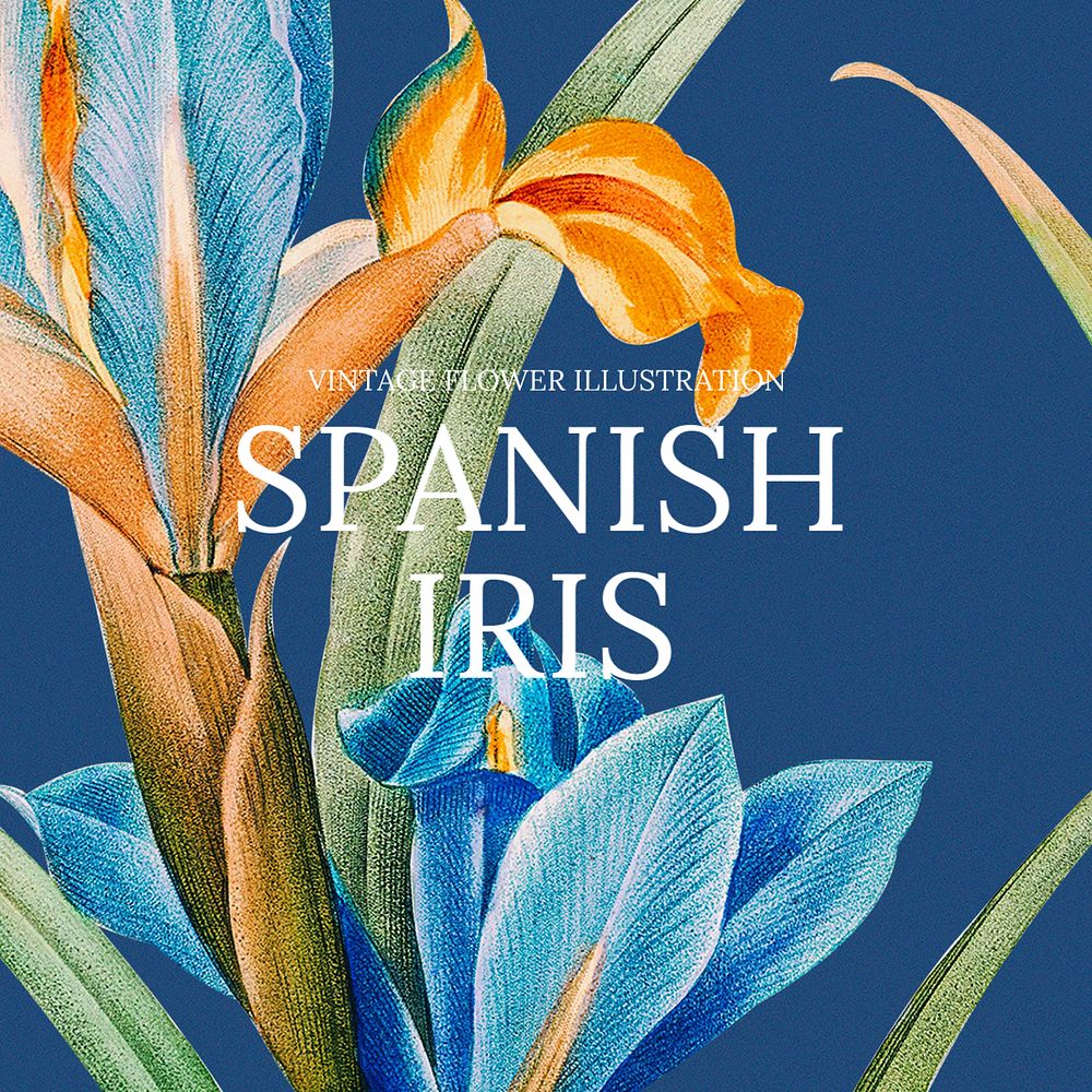 Spanish iris Instagram post template, vintage flower design