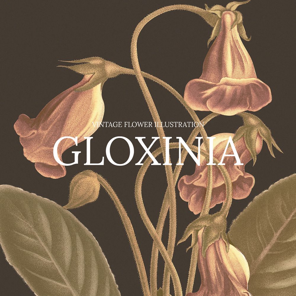 Gloxinia Facebook ad template, vintage flower design