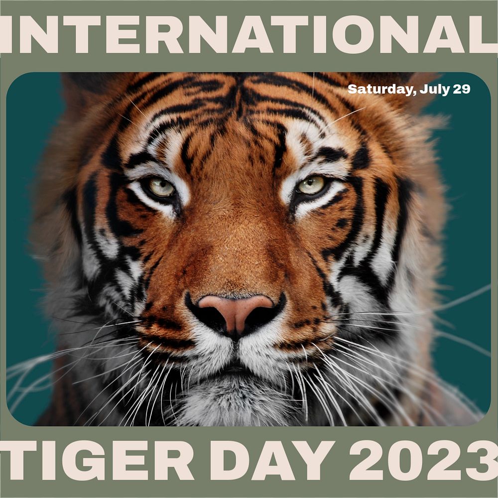 International tiger day 2023 Instagram post template, editable design