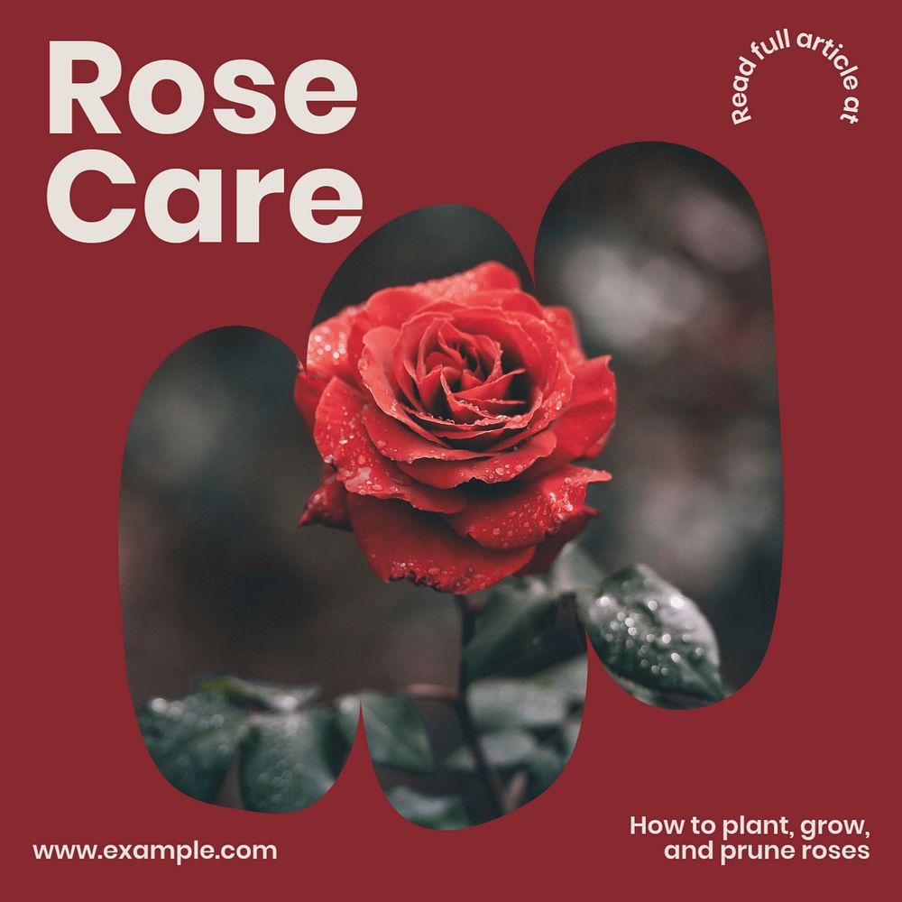 Rose care Instagram post template, editable text