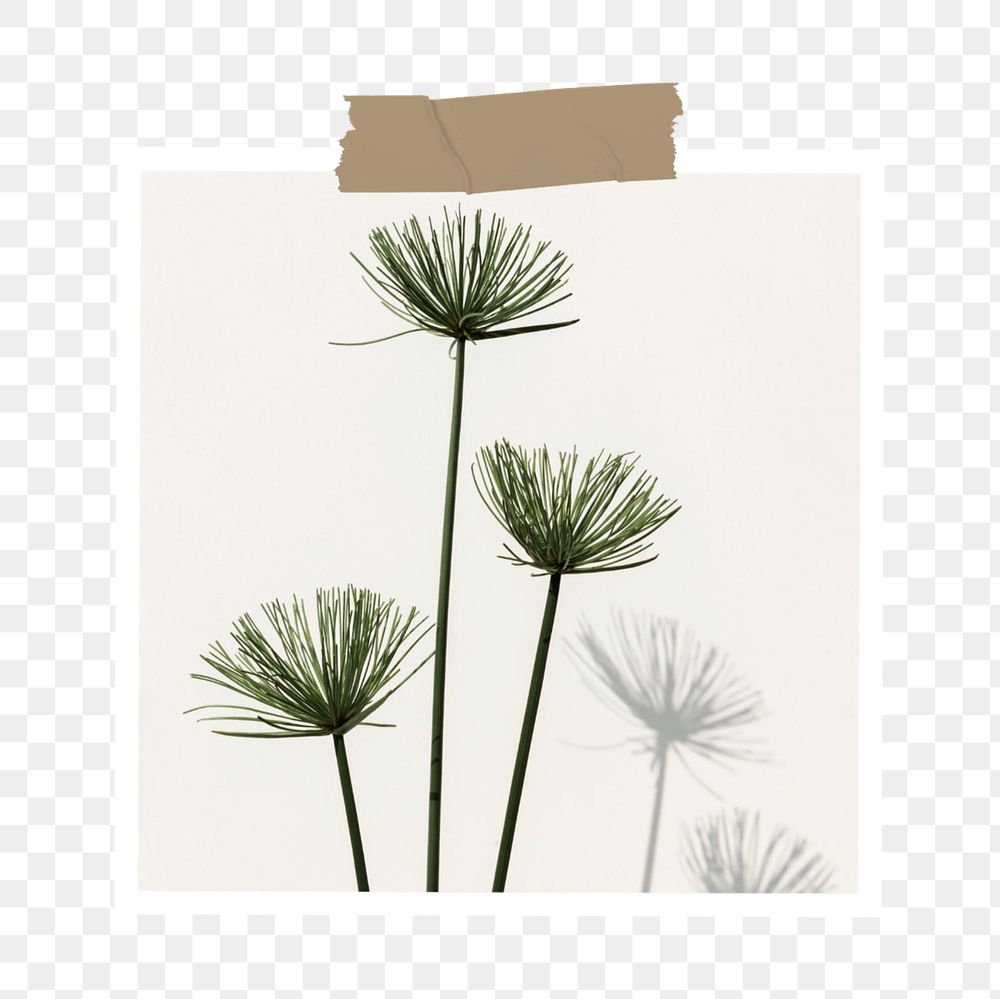 PNG Paper note mockup element, Papyrus plant transparent background