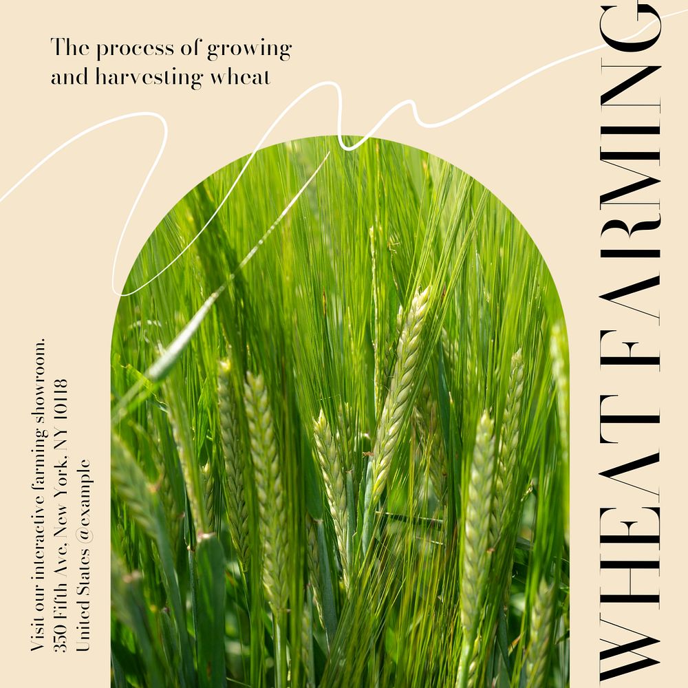 Wheat farming Instagram post template, editable social media design