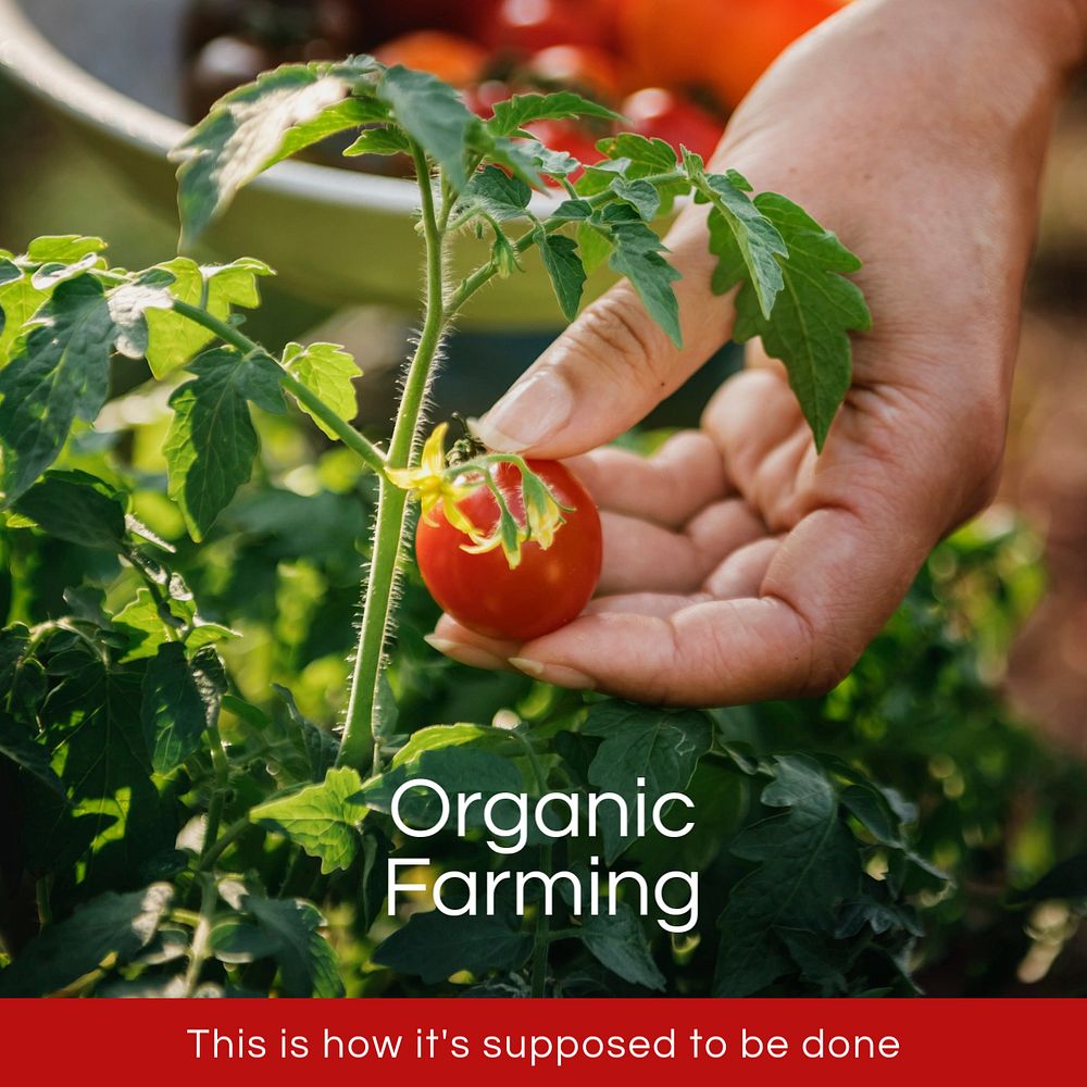 Organic farming Instagram post template, editable design