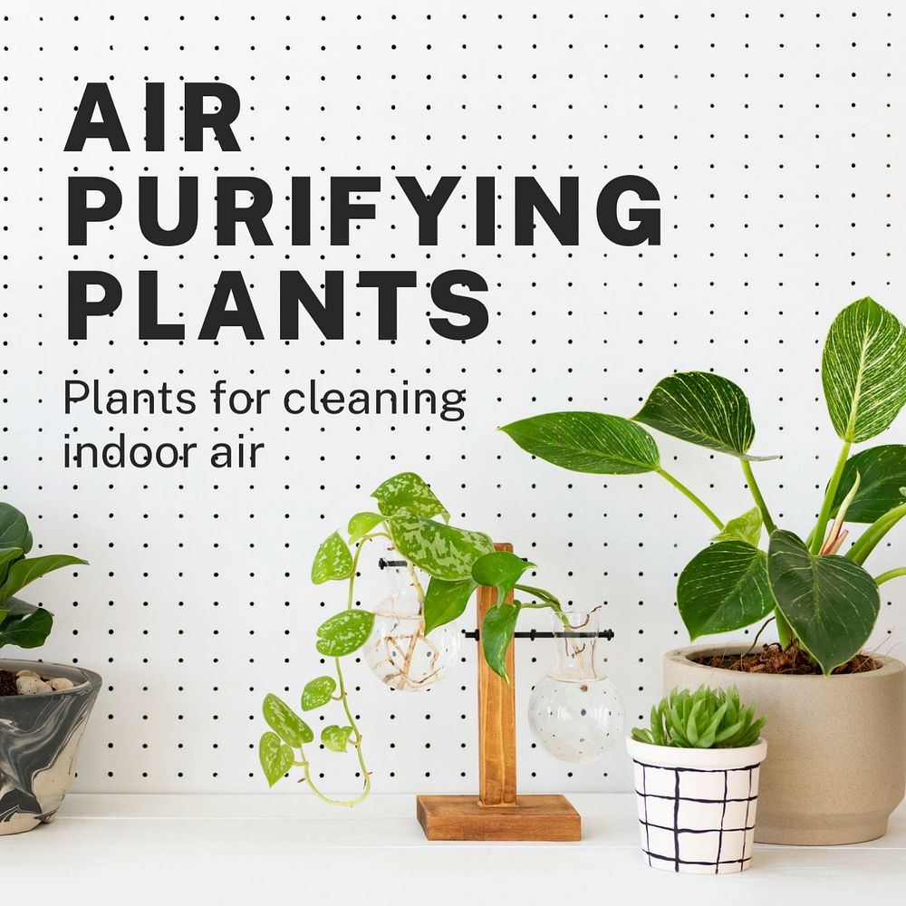 Air purifying plants Instagram post template, editable text